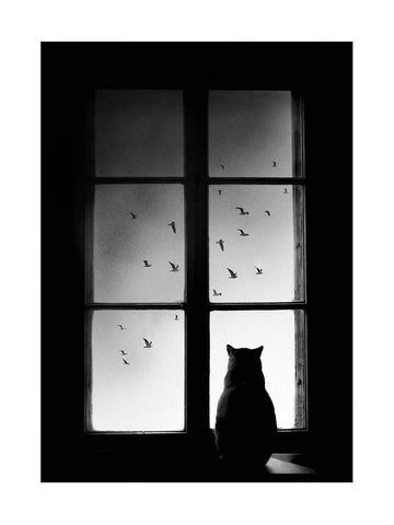 Schwarz-weiß-Fotografie einer Katze auf einem Fensterbrett, die nach draußen schaut, wo Vögel fliegen.
