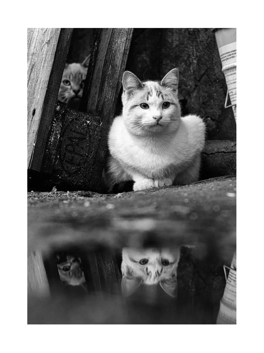Schwarz-Weiß-Fotografie von zwei Katzen, eine im Vordergrund und eine im Hintergrund, mit einer Spiegelung in einer Pfütze.