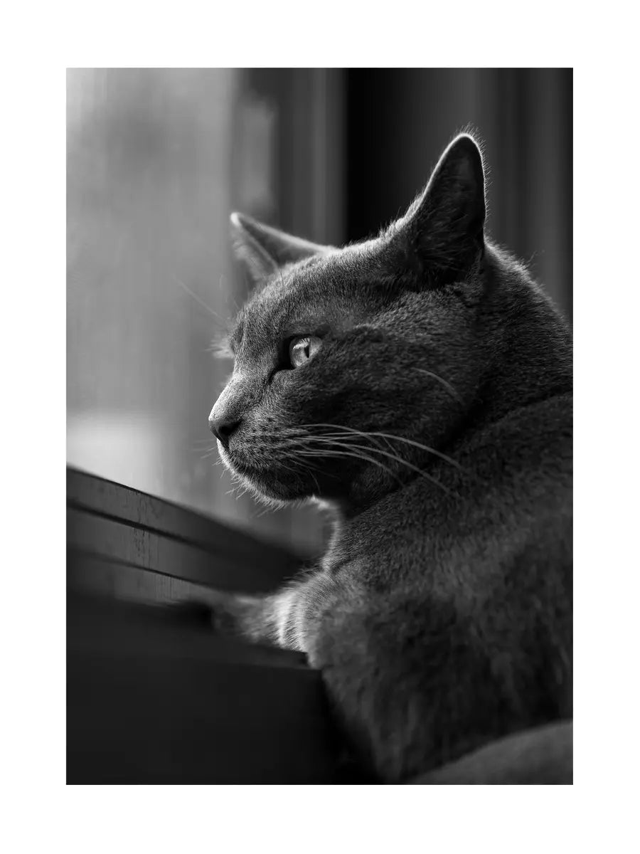 Cat Staring Out the Window Poster