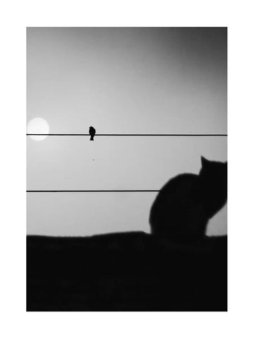 Silhouette einer Katze und eines Vogels auf Stromleitungen vor einem grauen Hintergrund.