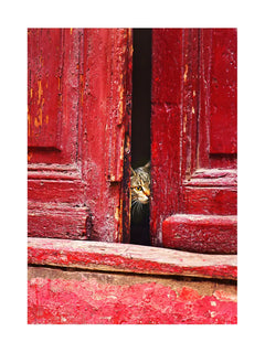 Fotografie einer Katze, die durch eine rote Tür schaut.