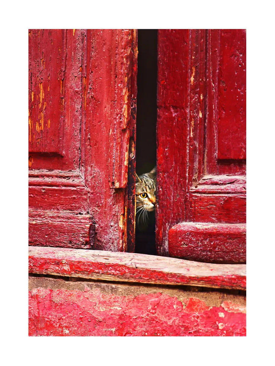 Fotografie einer Katze, die durch eine rote Tür schaut.