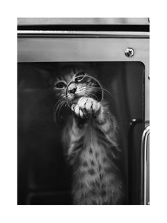 Schwarz-weißes Bild einer Katze, die durch ein Fenster schaut.