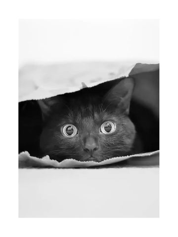 Schwarz-weiß-Fotografie einer schwarzen Katze, die aus einer Papiertüte schaut.