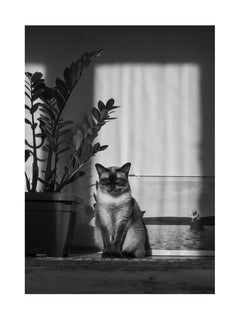 Schwarz-Weiß-Fotografie einer Katze, die in einem Sonnenstrahl neben einer Topfpflanze sitzt.