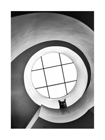 Schwarz-weißes Poster einer Katze, die von unten eine Wendeltreppe hinaufschaut, durch ein rundes Fenster.
