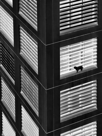 Schwarz-Weiß-Fotografie eines Gebäudes mit Fensterläden und einer Katze auf einer Fensterbank.