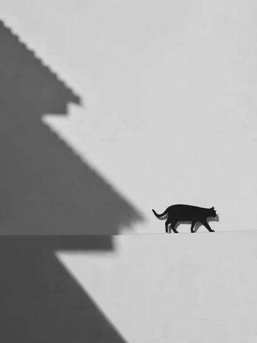 Schwarz-weiß-Fotografie einer Katze, die auf einem Sims geht, mit dem Schatten eines Hauses auf der Wand.