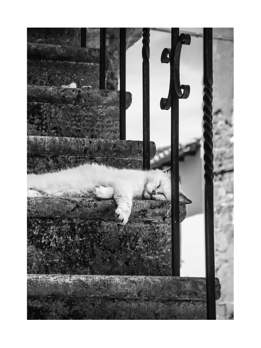 Schwarz-weiß-Fotografie einer Katze, die auf einer Steintreppe schläft.