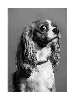 Schwarz-weiß-Fotografie eines Cavalier King Charles Spaniel Hundes.