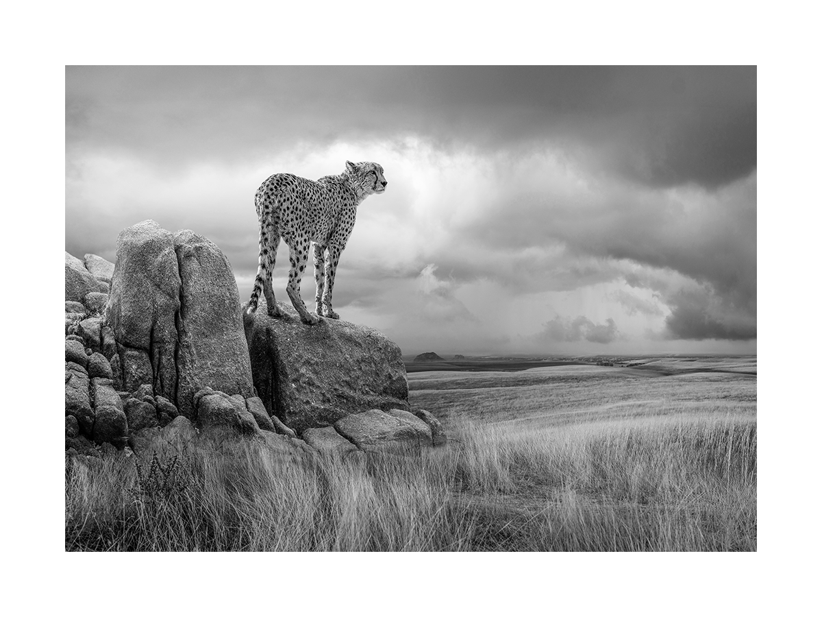 Schwarz-Weiß-Fotografie eines Geparden auf einem Felsen in der Savanne.