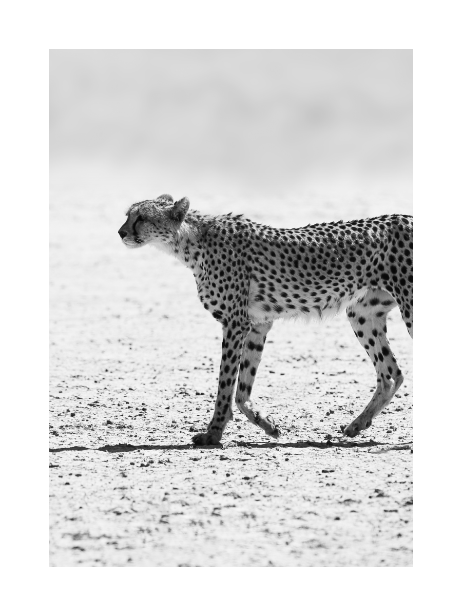 Schwarz-Weiß-Fotografie eines Geparden, der durch die Wüste schreitet.