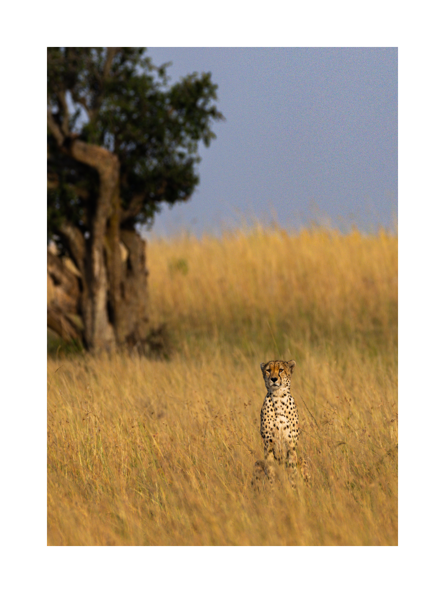 Gepard steht in hohen Gräsern mit einem Baum im Hintergrund.