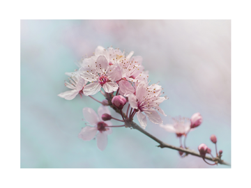 Fotografie von rosa Kirschblüten vor einem verschwommenen blauen und weißen Hintergrund.