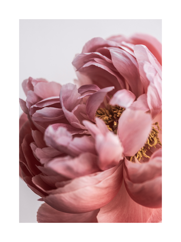 Nahaufnahme einer rosa Pfingstrose mit weißen Details auf hellgrauem Hintergrund.