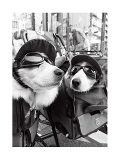 Schwarz-weiß-Fotografie von zwei Hunden mit Sonnenbrillen und Mützen.