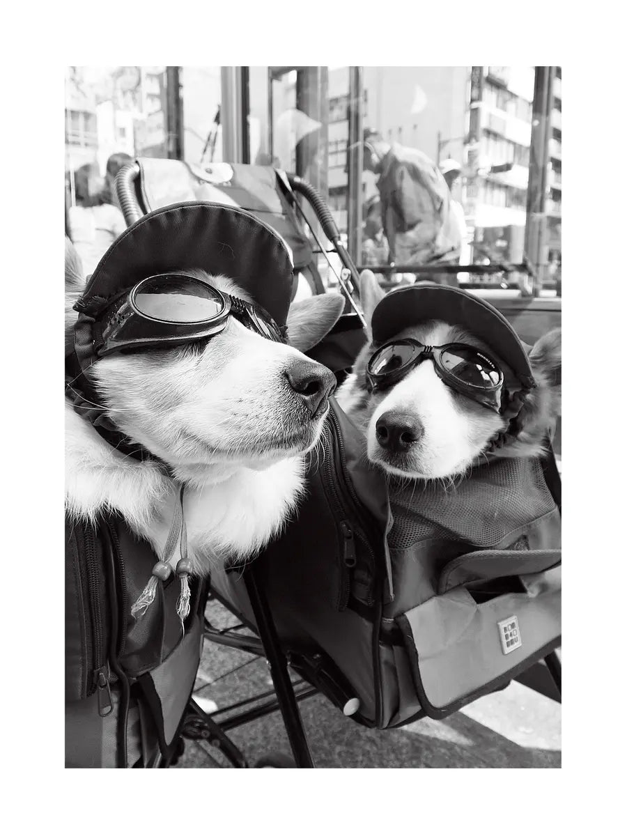 Schwarz-weiß-Fotografie von zwei Hunden mit Sonnenbrillen und Mützen.
