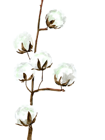 Illustration einer Baumwollpflanze mit weißen Kapseln auf braunem Stiel vor weißem Hintergrund.