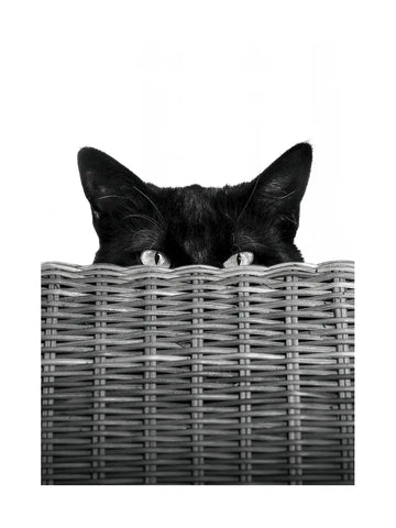 Schwarz-Weiß-Fotografie eines schwarzen Katers, der hinter einem geflochtenen Korb hervorschaut.