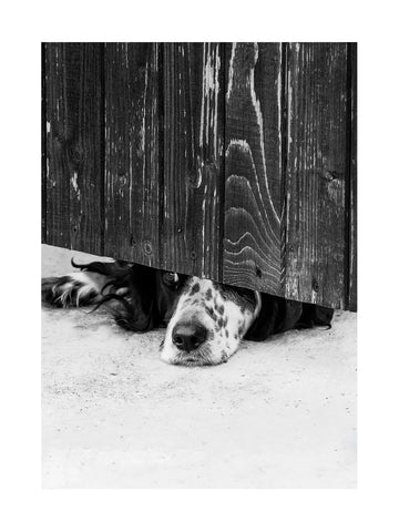 Schwarz-weiß-Fotografie eines Hundes, der seinen Kopf unter einem Holzzaun hindurchsteckt.