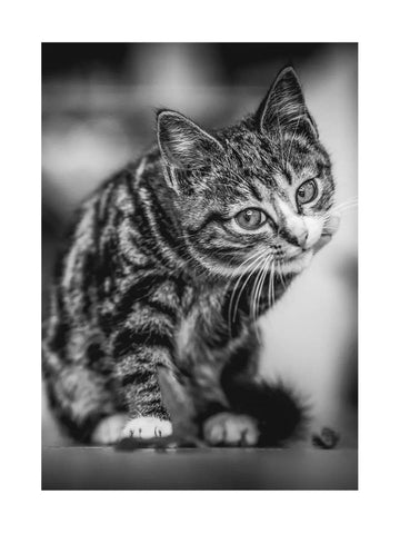 Schwarz-weiß-Fotografie eines getigerten Kätzchens.