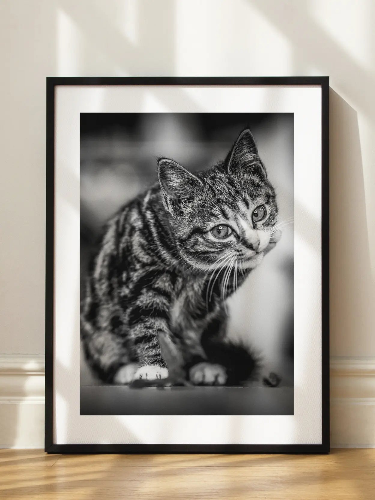 Curious Kitten Poster