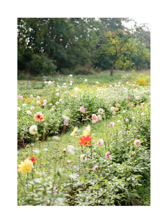 Ein buntes Feld mit Dahlien in verschiedenen Farben unter weichem Sonnenlicht.