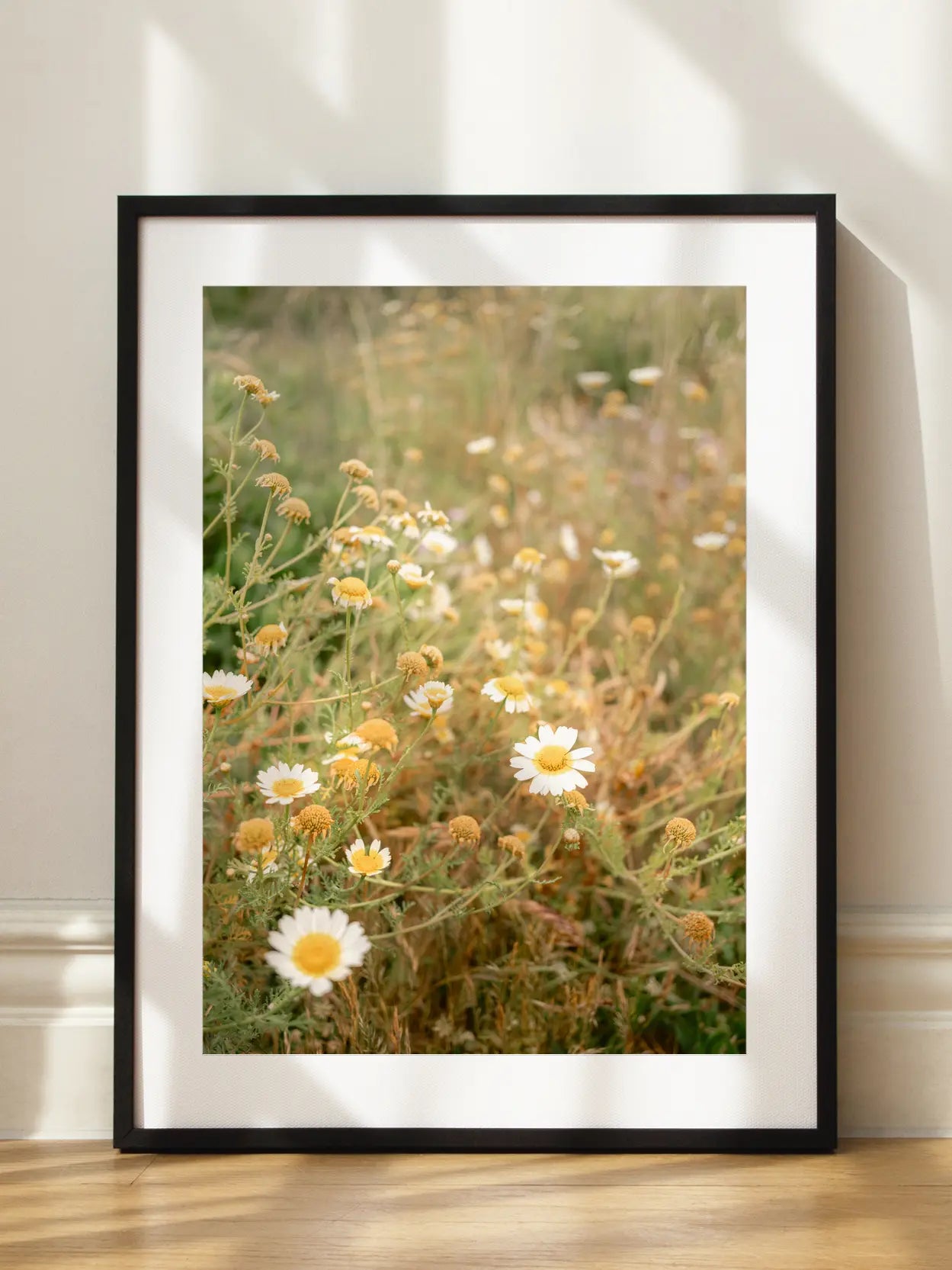 Daisy Field Close Up Poster