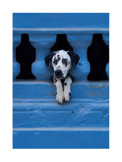 Fotografie eines Dalmatinerwelpen, der durch blaue Balkone schaut.