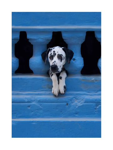 Fotografie eines Dalmatinerwelpen, der durch blaue Balkone schaut.