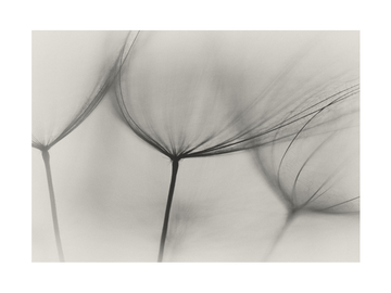 Schwarzweiß-Makroaufnahme einer Pusteblume.