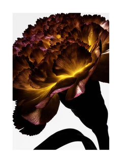 Nahaufnahme einer Blume mit gelben und braunen Blütenblättern auf weißem Hintergrund.