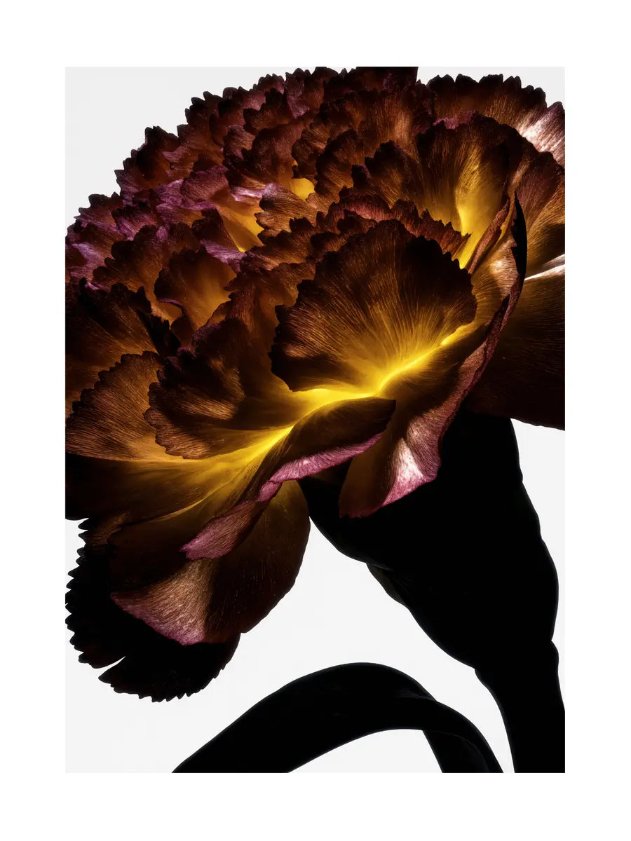 Nahaufnahme einer Blume mit gelben und braunen Blütenblättern auf weißem Hintergrund.