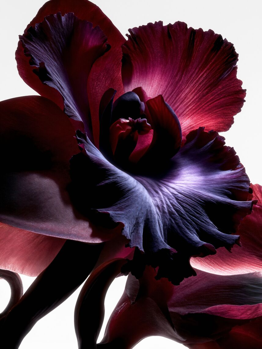 Nahaufnahme einer Irisblume in Rot und Lila vor einem hellen Hintergrund.
