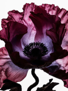 Nahaufnahme einer dunkelvioletten Mohnblume vor weißem Hintergrund.