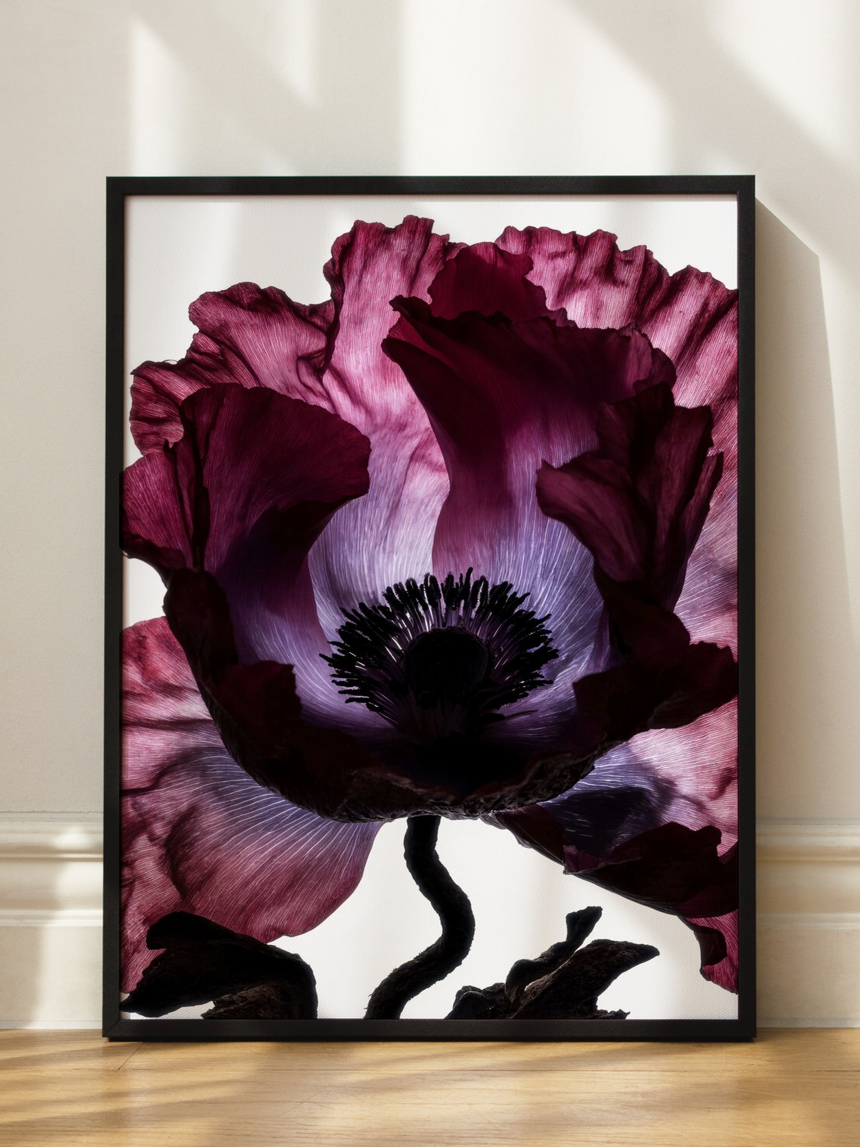 Dark Poppy Flower
