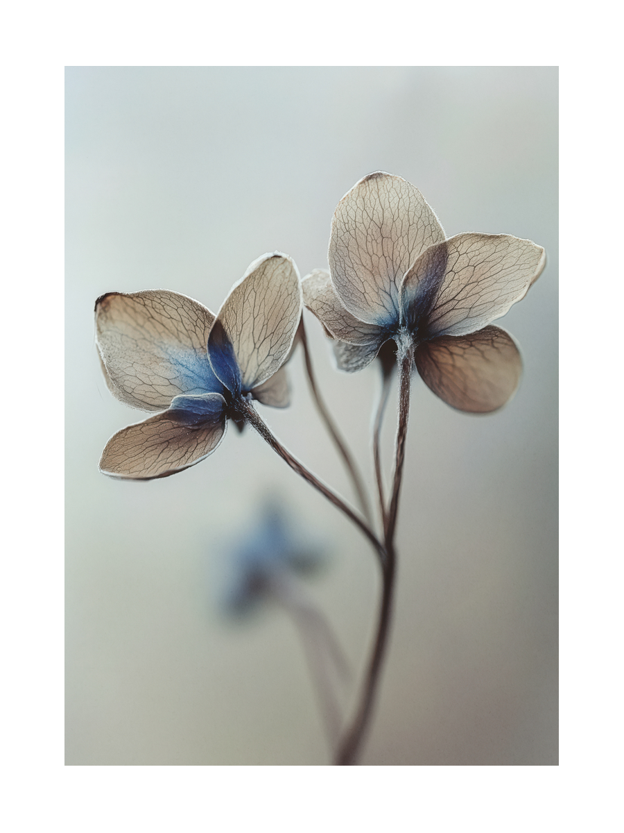 Fotografie einer getrockneten Blume in Beige und Blau vor einem hellgrauen Hintergrund.