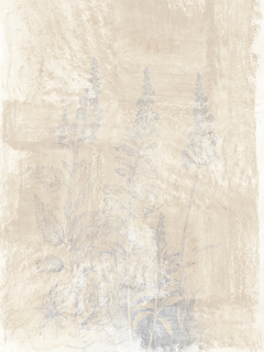 Illustration von getrockneten Blumen in Beige auf einem strukturierten Hintergrund.