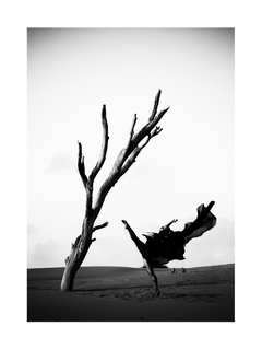 Schwarz-Weiß-Fotografie einer Ballerina, die in der Wüste neben einem kahlen Baum tanzt.