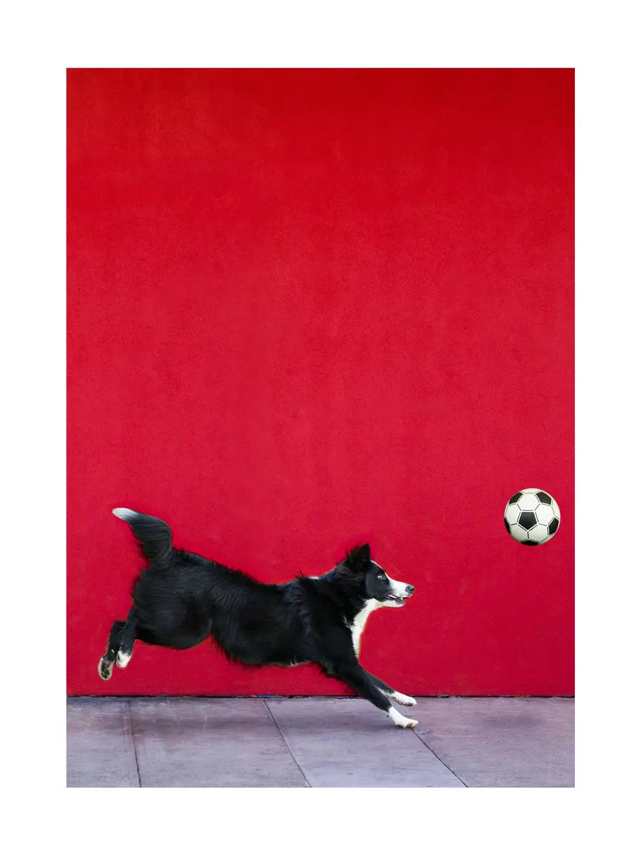 Dog Catching a Ball Poster