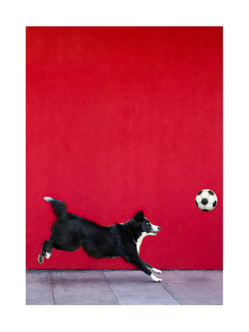 Ein schwarz-weißer Hund fängt einen Fußball vor einem roten Hintergrund.