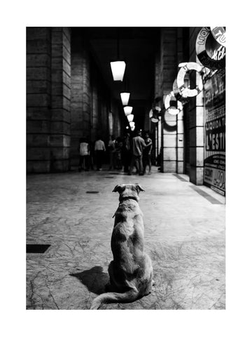 Schwarz-Weiß-Fotografie eines Hundes, der in einem belebten Durchgang sitzt.