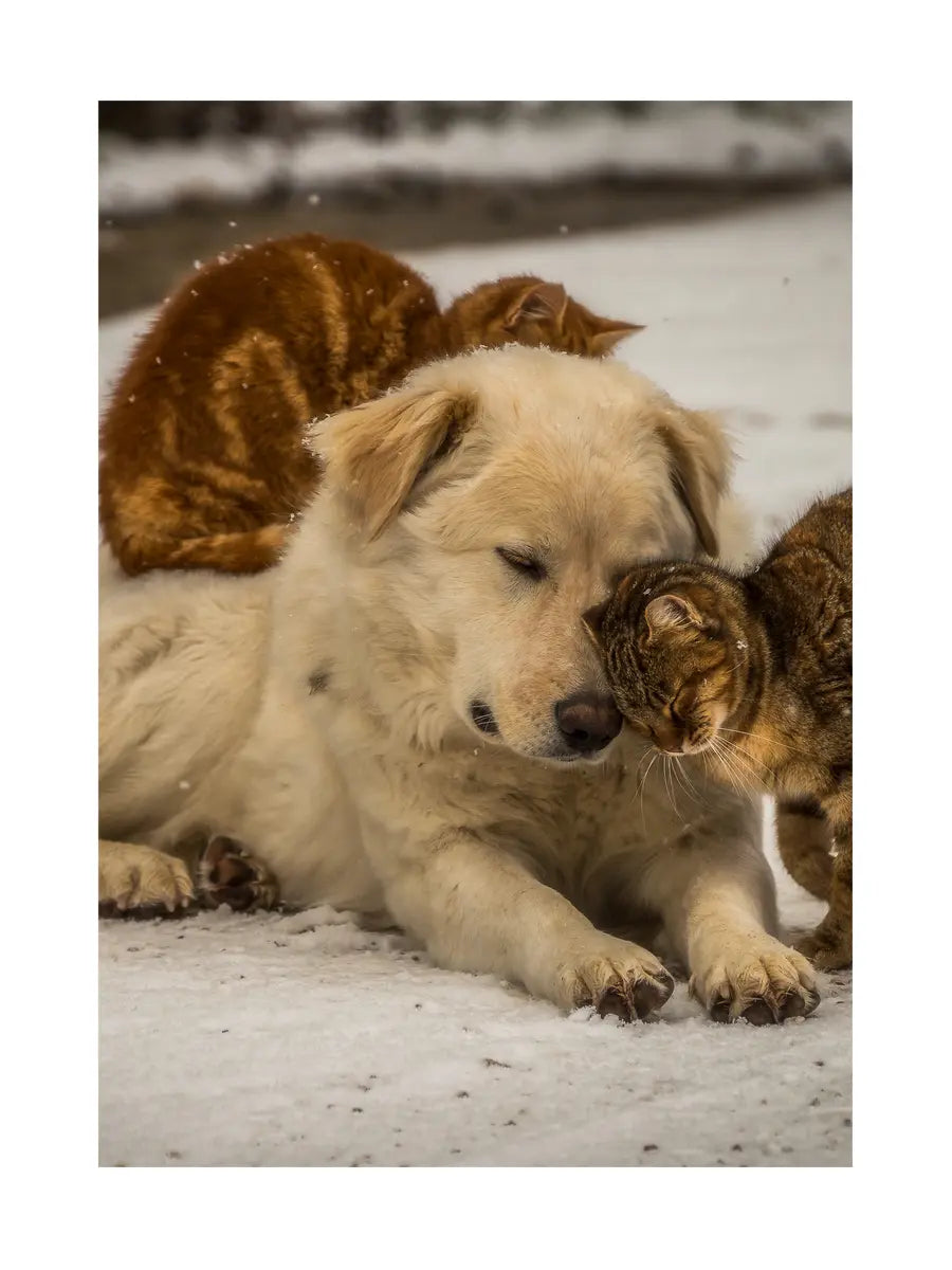Ein Hund und zwei Katzen kuscheln im Schnee.