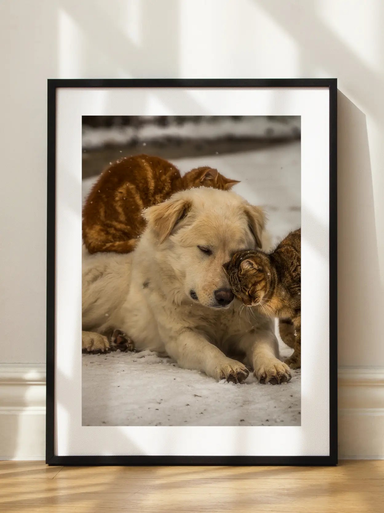 Dog and Cats Poster