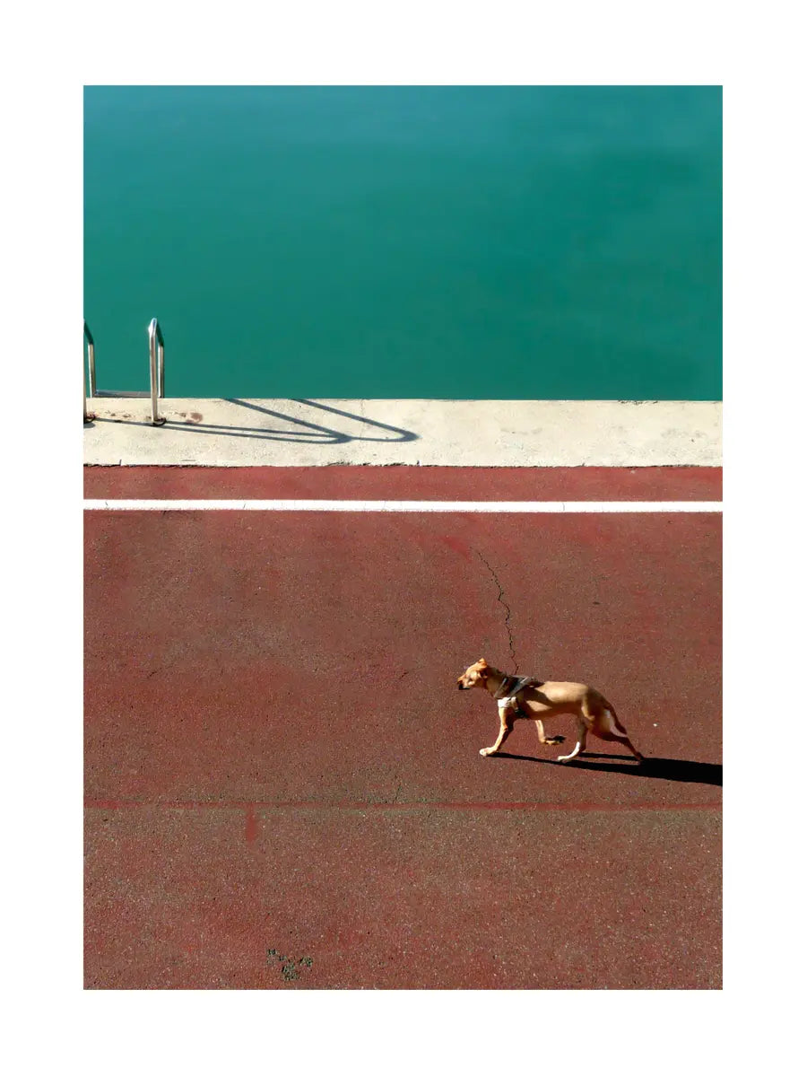 Fotografie eines Hundes, der auf einer roten Straße neben einem Pool mit blauem Wasser geht.