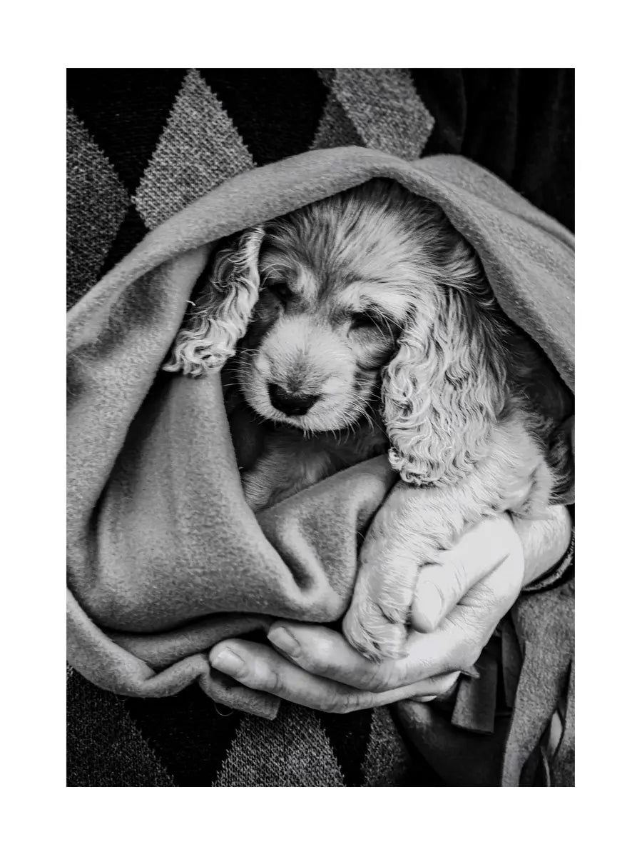 Schwarz-weißes Foto eines kleinen Hundes in eine Decke gewickelt, gehalten von einer Person.