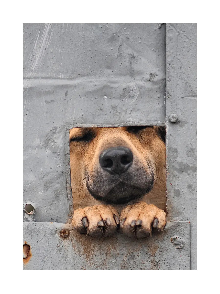 Ein Hund steckt seinen Kopf durch ein quadratisches Loch in einem grauen Metalltor.