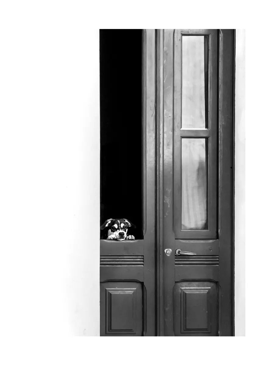 Dog in the Door Poster