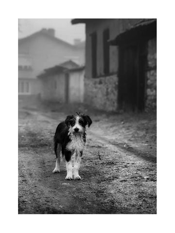 Schwarz-Weiß-Fotografie eines Hundes auf einer Straße mit Vintage-Look.