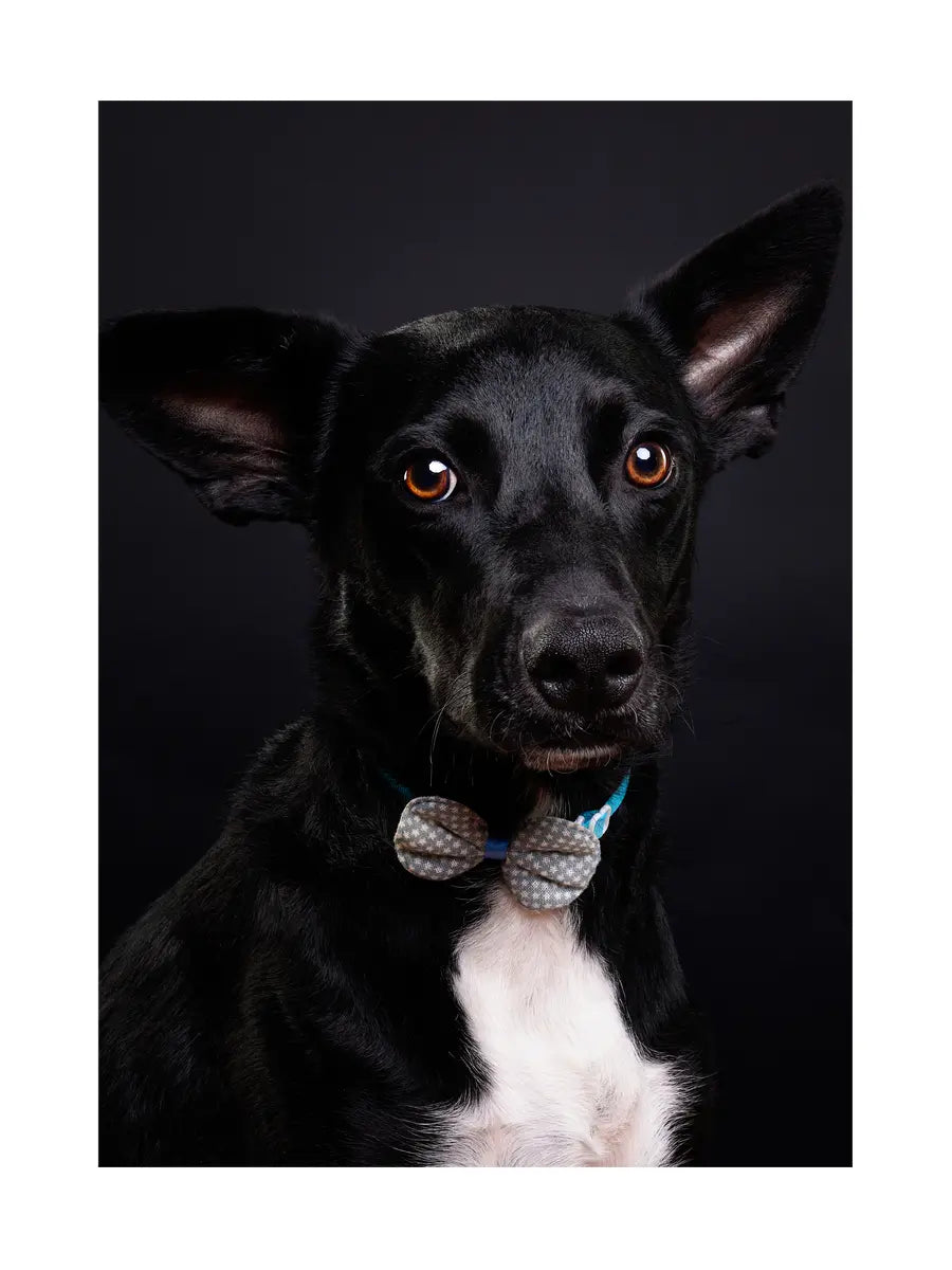 Dog with Bow Tie Poster